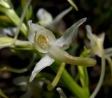 Platanthera bifolia