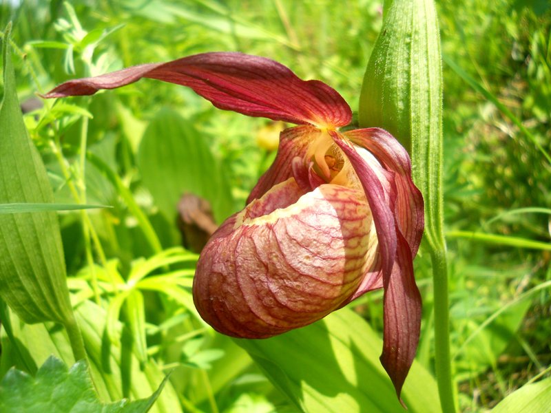 Изображение особи Cypripedium &times; ventricosum.