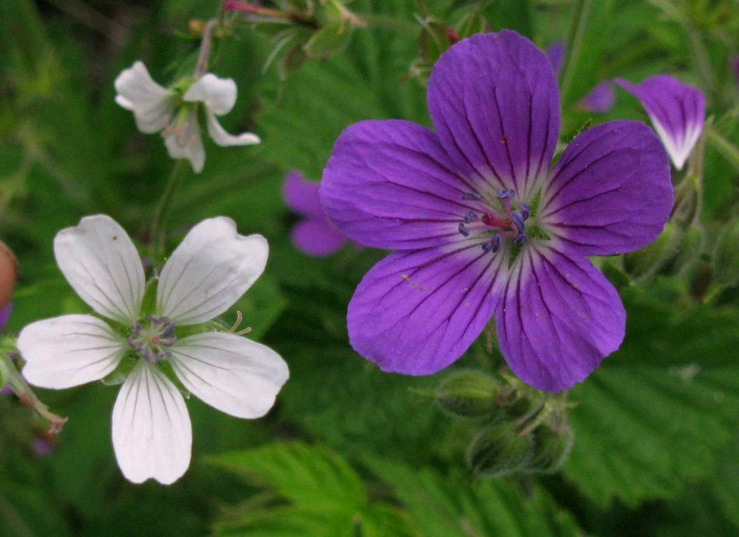 Image of genus Geranium specimen.