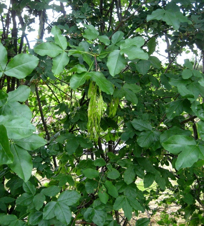 Изображение особи Laburnum anagyroides.