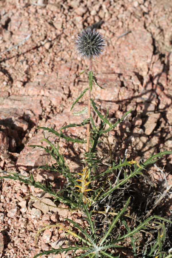 Изображение особи Echinops tschimganicus.