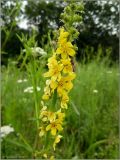 Agrimonia eupatoria. Верхушка цветущего растения. Тверская обл., Ржевский р-н, р. Волга, окр. переката Рождественский, заливной луг. 9 июля 2011 г.