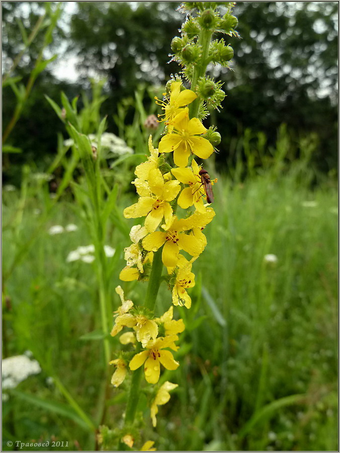 Изображение особи Agrimonia eupatoria.