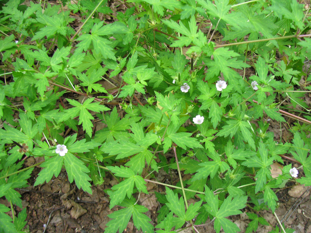 Изображение особи Geranium sibiricum.