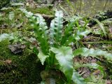 Phyllitis scolopendrium