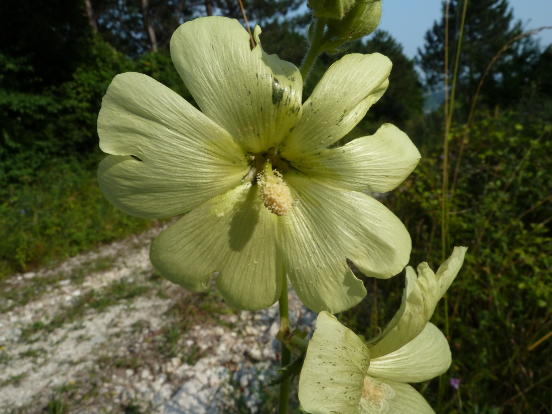 Image of Alcea rugosa specimen.