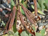 Lathyrus japonicus подвид maritimus