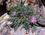 Jurinea filicifolia