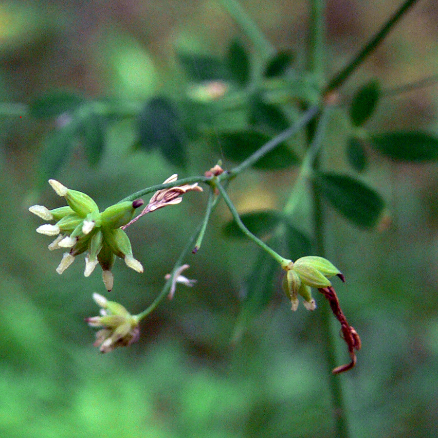 Изображение особи Thalictrum minus.