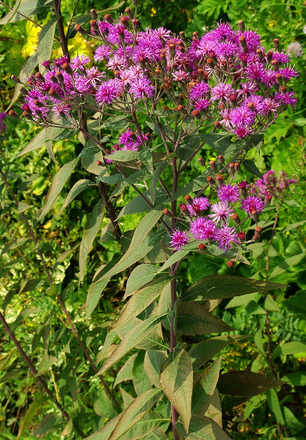 Image of Vernonia baldwinii specimen.