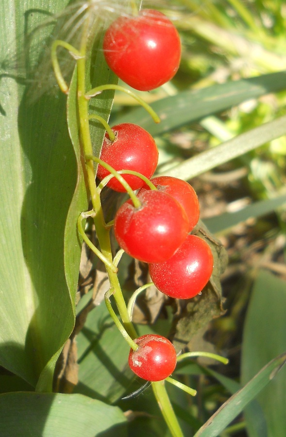 Изображение особи Convallaria majalis.