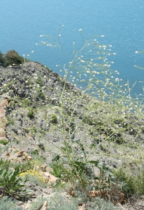 Image of Crambe koktebelica specimen.