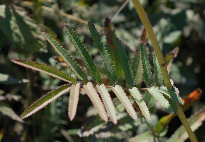 Image of Sanguisorba tenuifolia specimen.