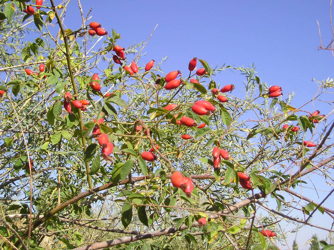 Изображение особи Rosa canina.