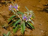Solanum elaeagnifolium