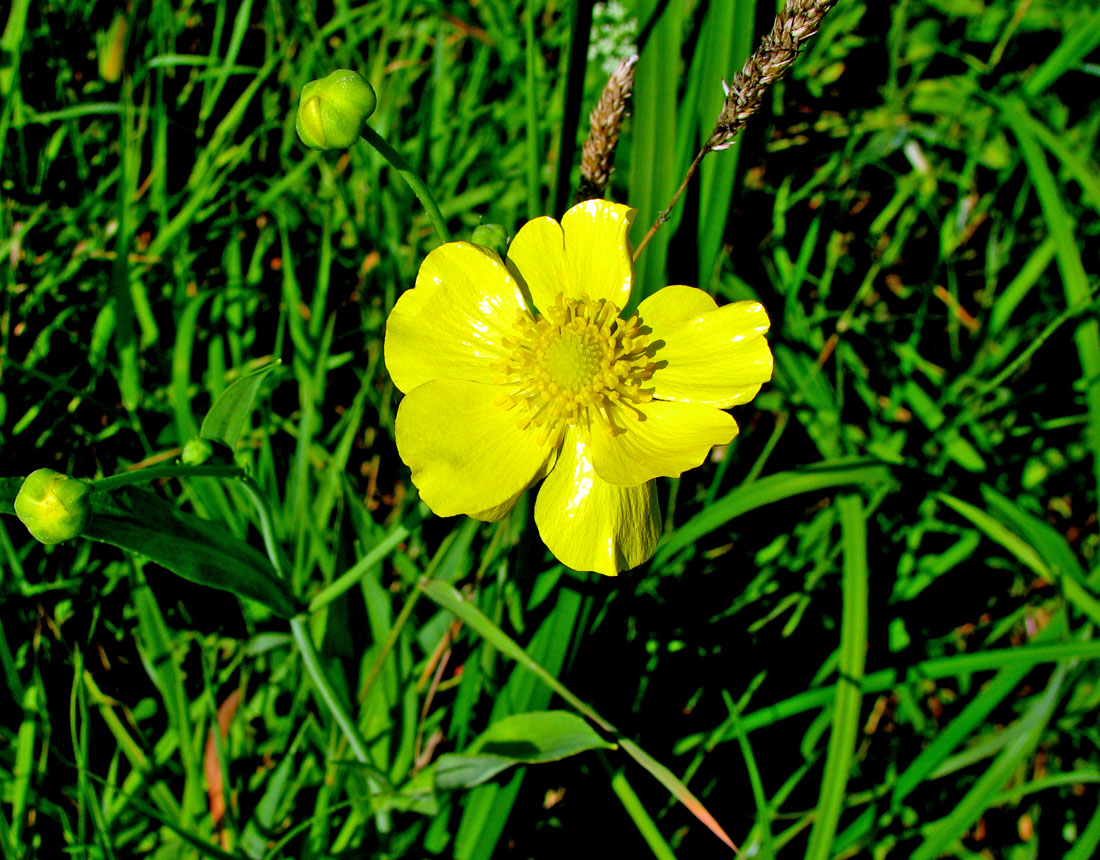 Image of Ranunculus lingua specimen.