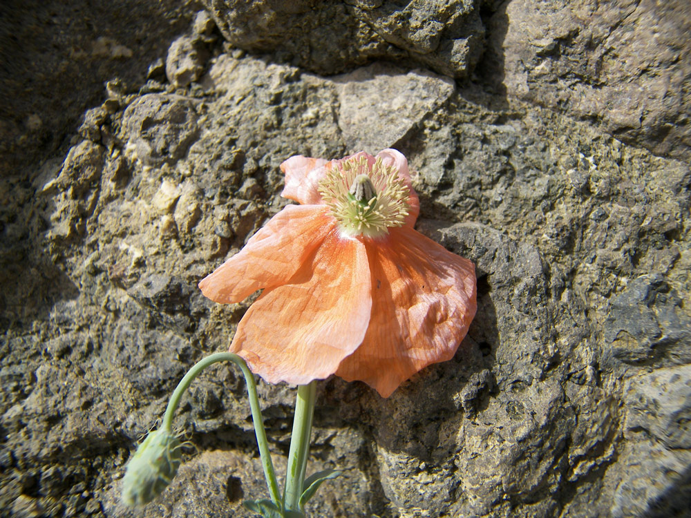 Изображение особи род Papaver.