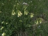 Onosma caucasica