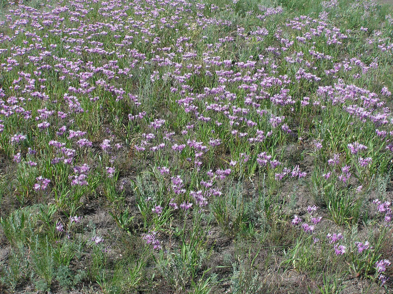 Image of Jurinea multiflora specimen.