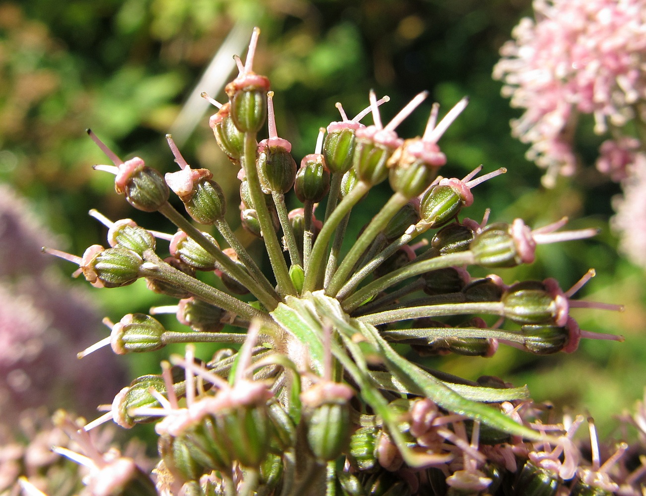 Image of familia Apiaceae specimen.