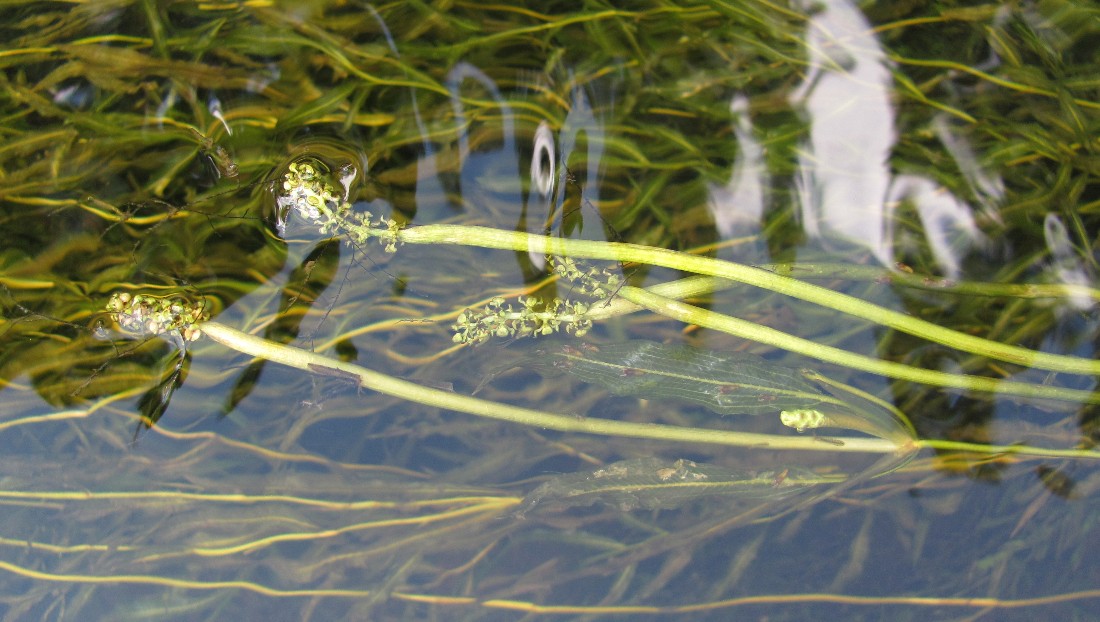 Изображение особи Potamogeton gramineus.