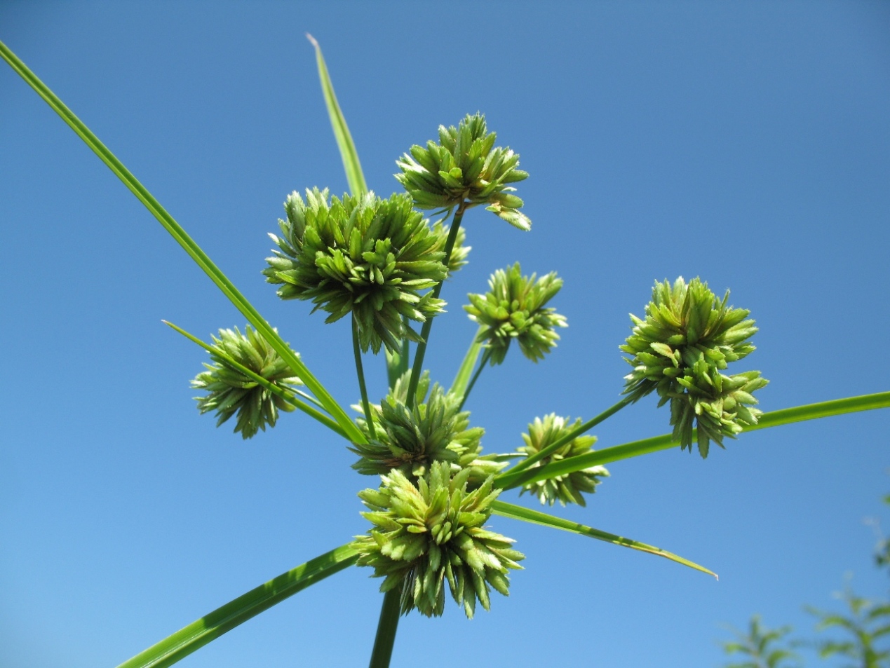 Изображение особи Cyperus eragrostis.