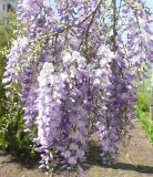 Wisteria sinensis