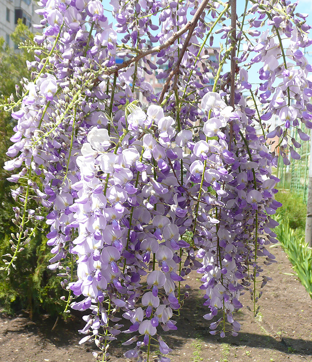 Image of Wisteria sinensis specimen.