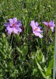 Geranium transversale. Верхушка цветущего растения. Карагандинская обл., Жанааркинский р-н, горы Актау, разнотравный луг на месте старой стоянки. 16 мая 2010 г.