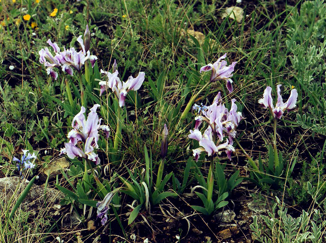 Image of Iris pumila specimen.