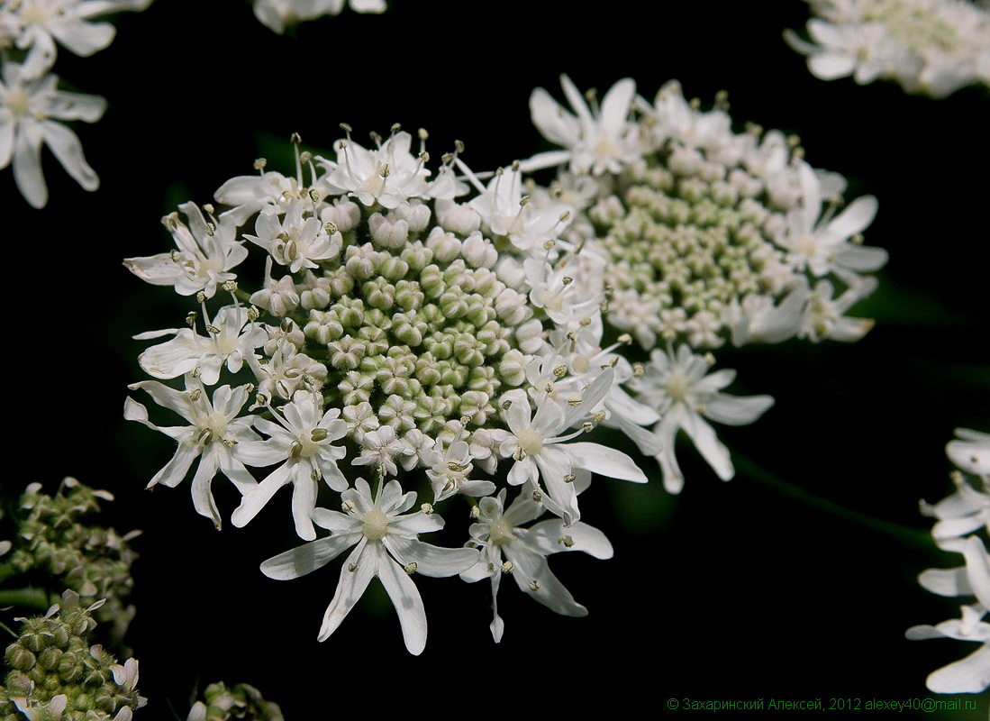 Изображение особи Heracleum sosnowskyi.