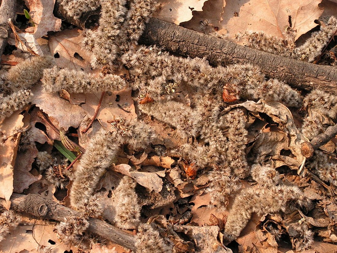 Image of Populus davidiana specimen.