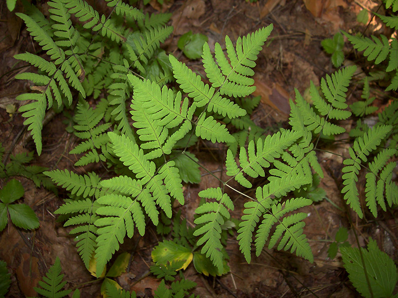 Изображение особи Gymnocarpium dryopteris.