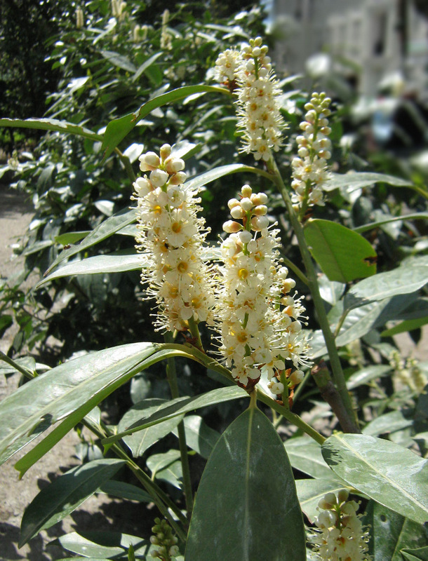 Image of Lauro-cerasus officinalis specimen.