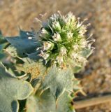 Eryngium maritimum