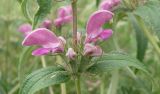 Phlomis pungens