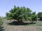 Crataegus songarica