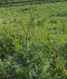 Ferula songarica