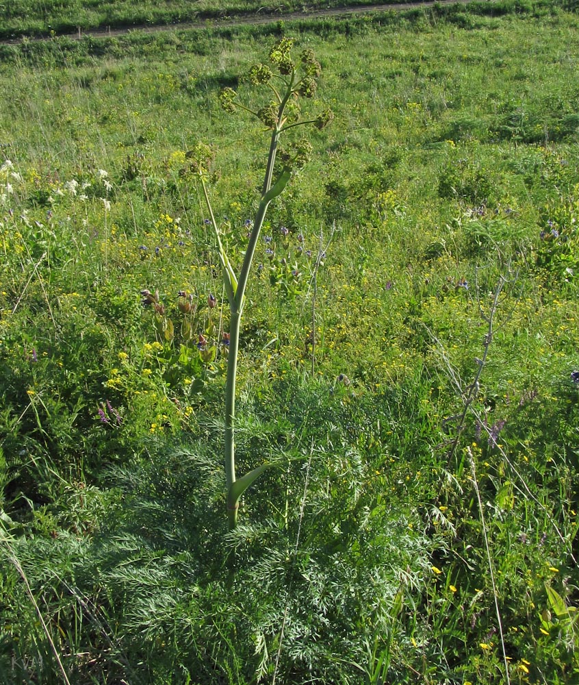 Image of Ferula songarica specimen.