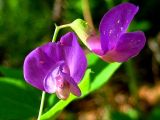 Lathyrus humilis