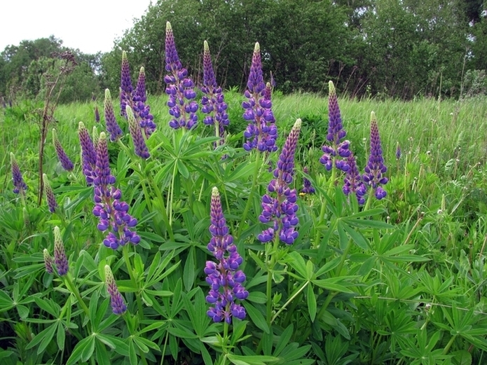 Image of Lupinus × regalis specimen.