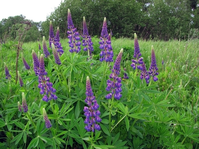 Image of Lupinus &times; regalis specimen.