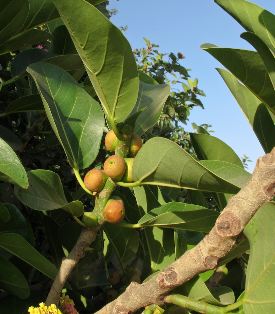 Image of Ficus benghalensis specimen.