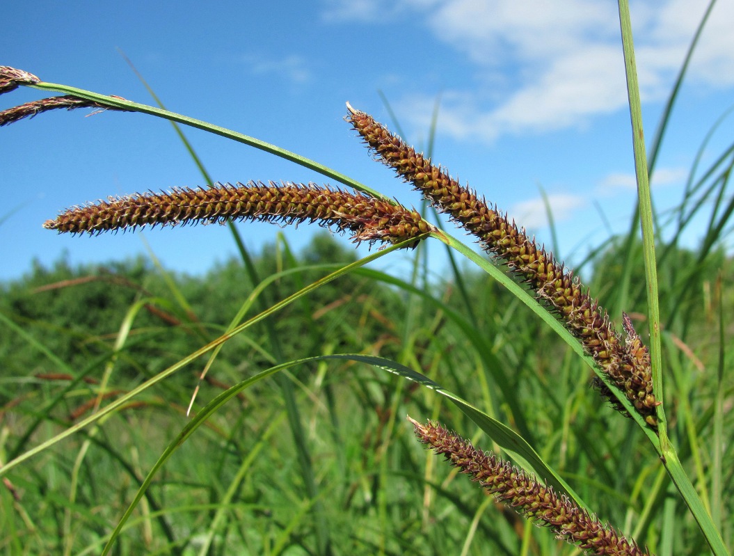 Image of Carex acuta specimen.