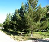 Pinus eldarica. Посадки сосны в озеленении. Туркменистан, гор. Мары, в культуре. Июнь 2012 г.