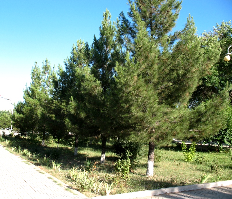 Image of Pinus eldarica specimen.