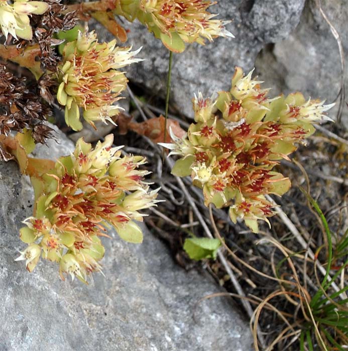 Image of Sedum involucratum specimen.