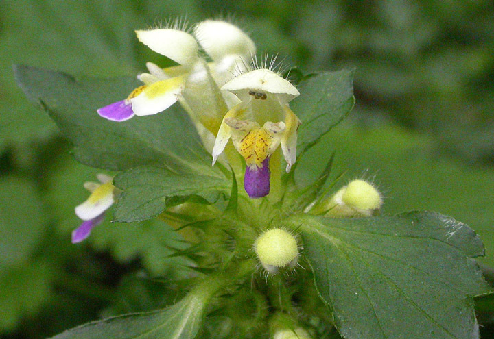 Image of Galeopsis speciosa specimen.