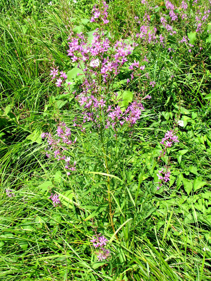 Image of Lythrum intermedium specimen.
