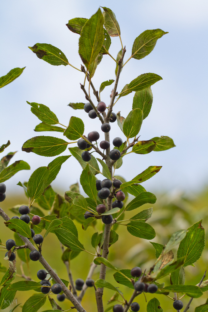 Изображение особи Rhamnus cathartica.